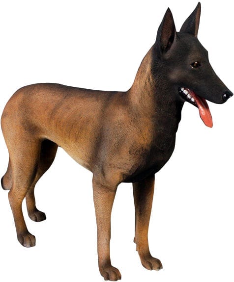 Fibreglass life size Dog Belgian Malinois