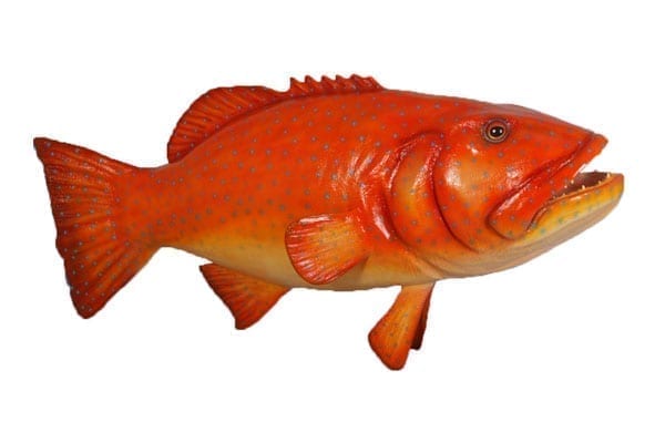 Fish Coral Trout Natural Giant