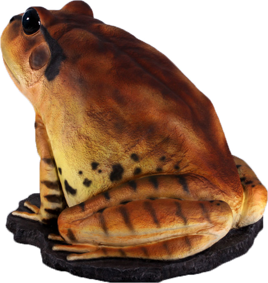 Natureworks Australia Great Barred Frog On Rock-Giant - Image 9