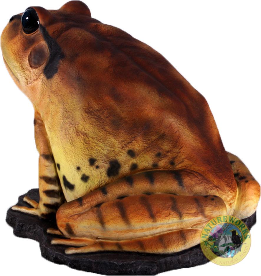Natureworks Australia Great Barred Frog On Rock-Giant - Image 9