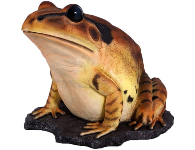 Natureworks Australia Giant Great Barred Frog On Rock