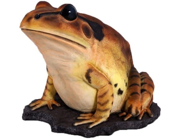 Frog Great Barred Frog On Rock Giant Front L View