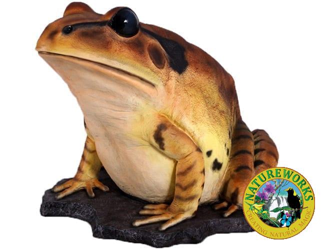 Frog Great Barred Frog On Rock Giant Front L View