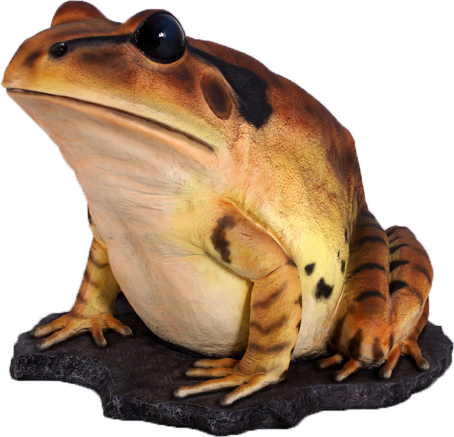 Natureworks Australia Great Barred Frog On Rock-Giant - Image 8