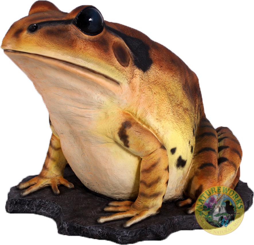 Natureworks Australia Great Barred Frog On Rock-Giant - Image 8