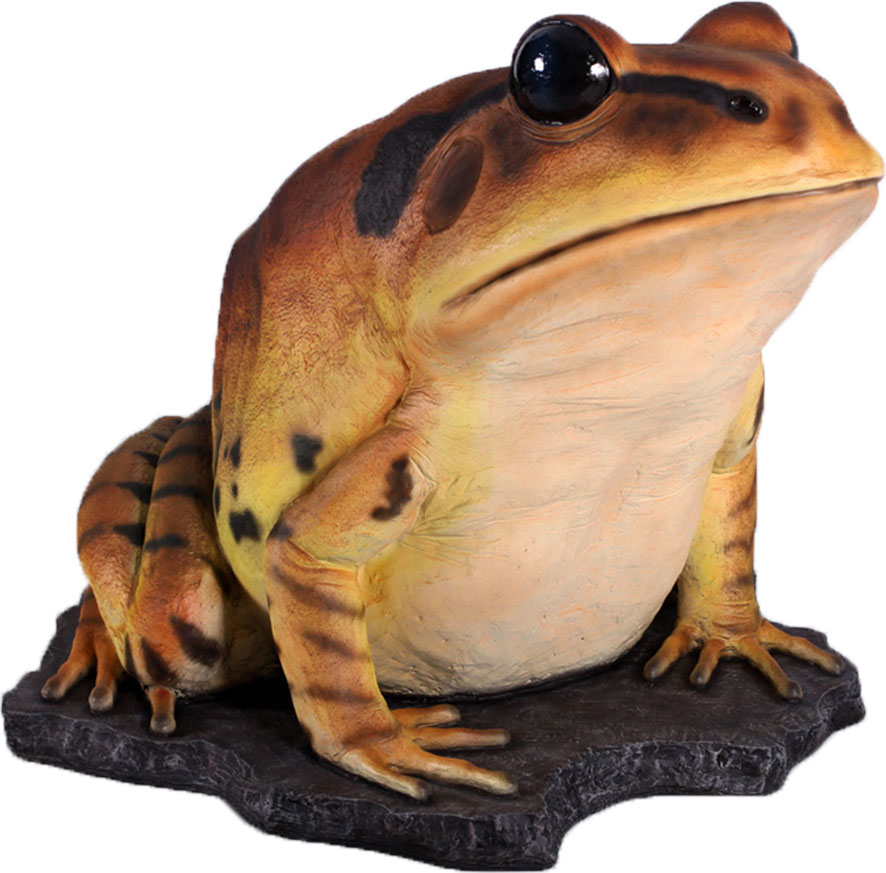 Natureworks Australia Great Barred Frog On Rock-Giant - Image 7