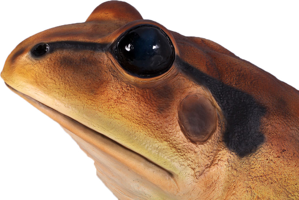 Natureworks Australia Great Barred Frog On Rock-Giant - Image 5