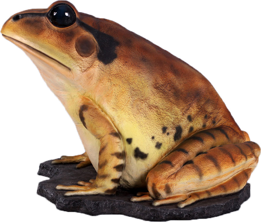 Natureworks Australia Great Barred Frog On Rock-Giant - Image 4