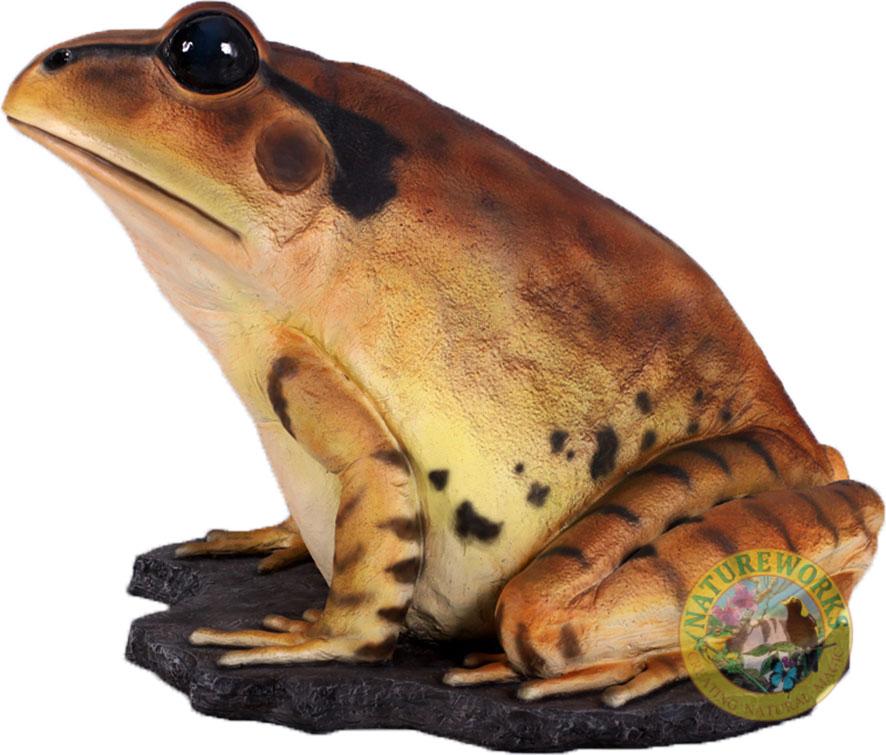 Natureworks Australia Great Barred Frog On Rock-Giant - Image 4