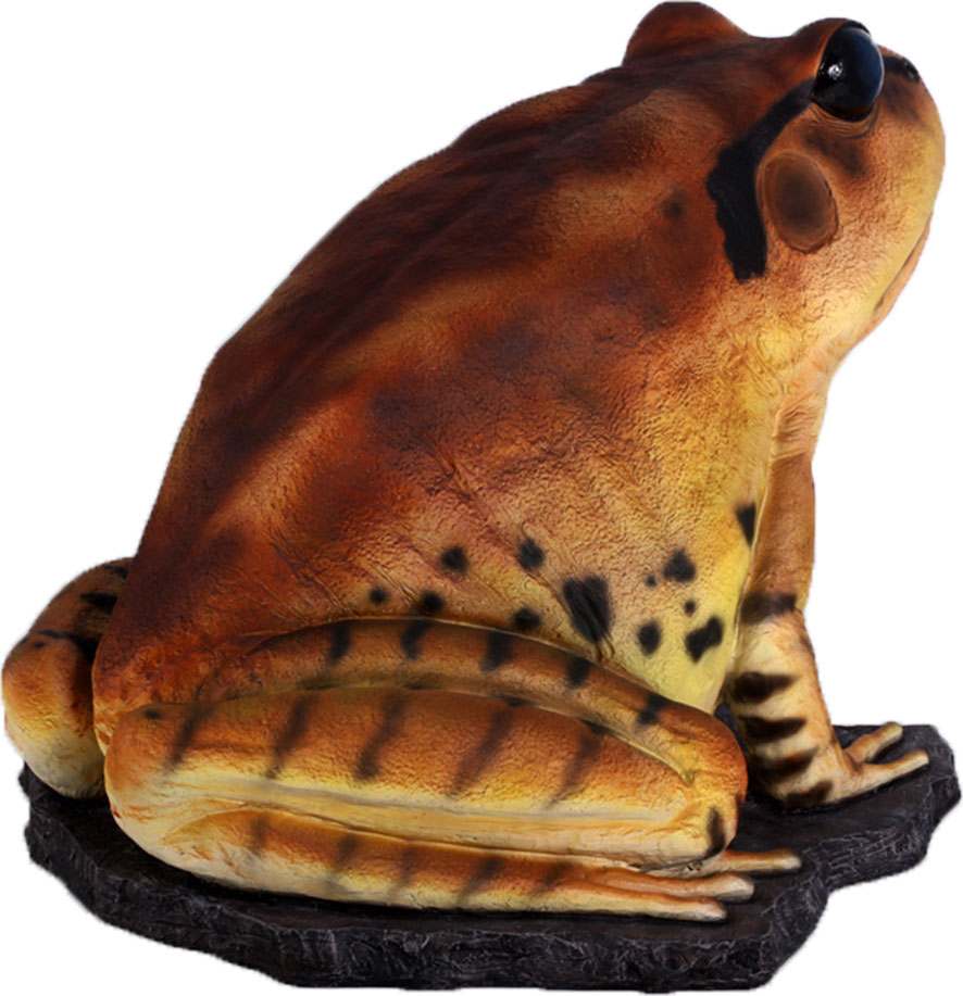 Natureworks Australia Great Barred Frog On Rock-Giant - Image 3