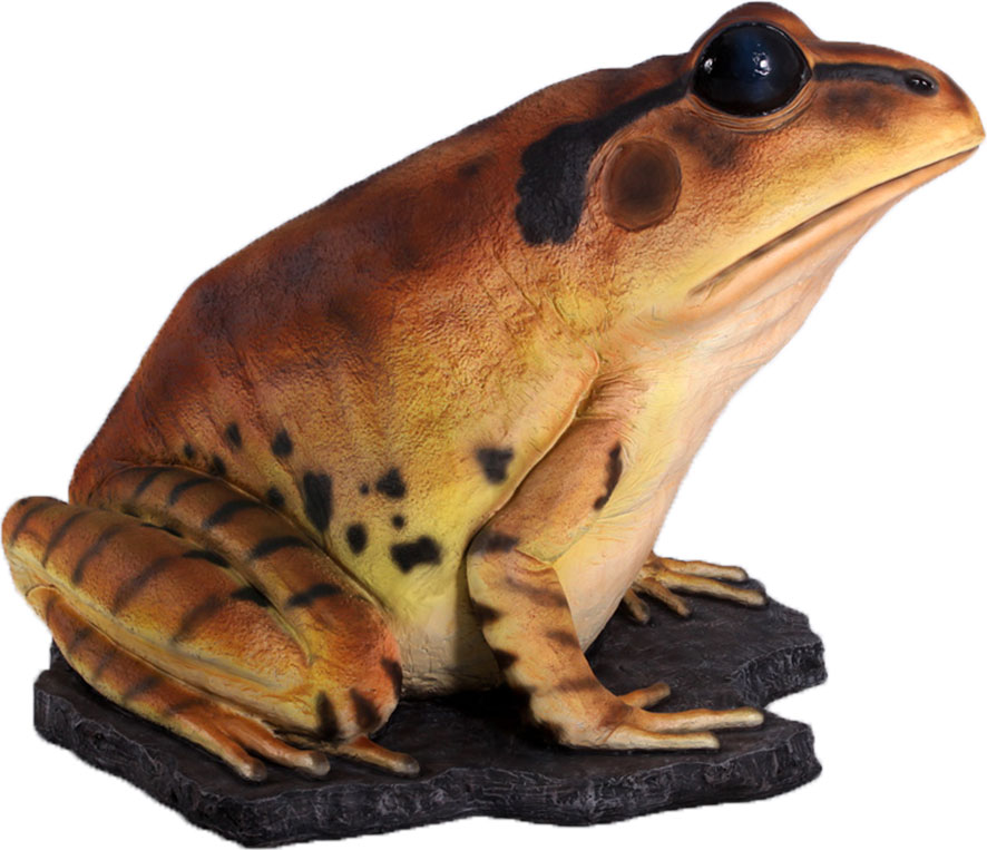 Natureworks Australia Great Barred Frog On Rock-Giant - Image 2