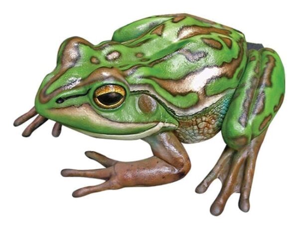 Frog Green Golden Bell Frog Small