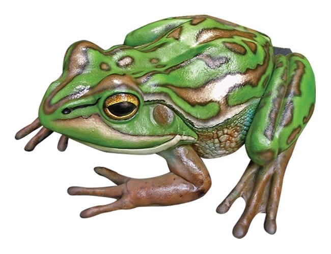 Frog Green Golden Bell Frog Small