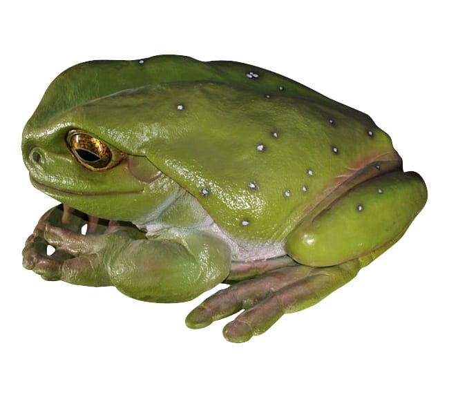 Natureworks Australia Giant Fibreglass Green Tree Frog