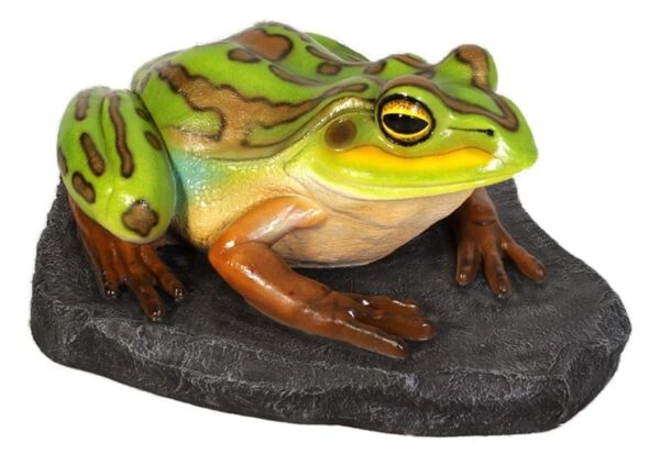 Frog Green  Golden Bell Frog On Rock Giant B