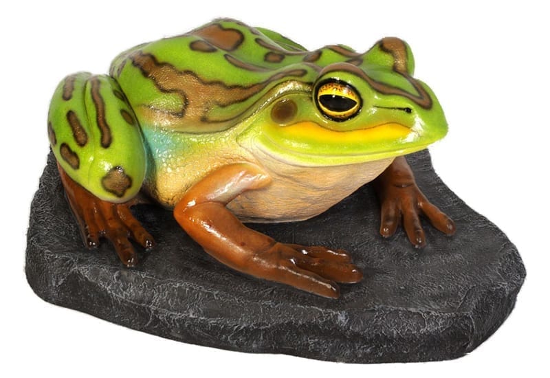 Frog Green Golden Bell Frog On Rock Giant B