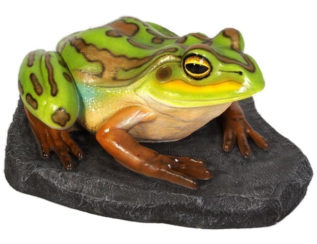 Frog Green and Golden Bell Frog On Rock Giant Heavy Duty B
