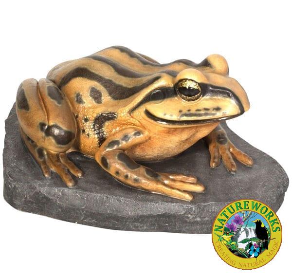 Frog Striped Marsh Frog on Rock Giant