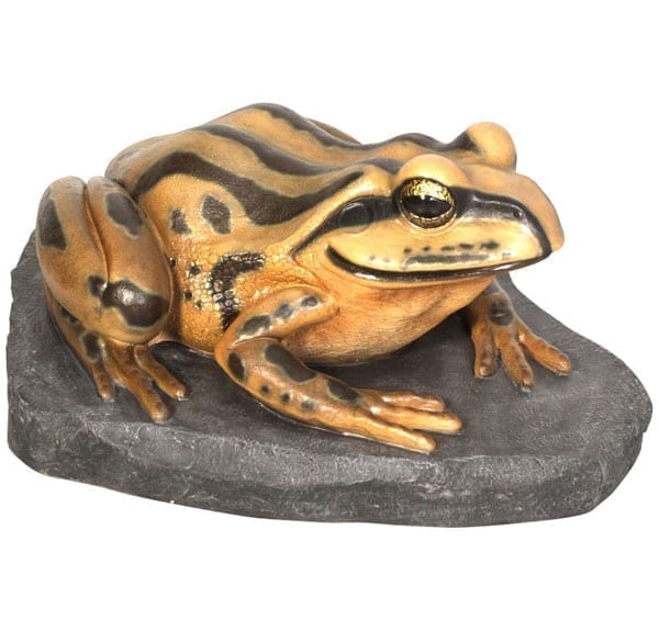 Frog Striped Marsh Frog on Rock Giant