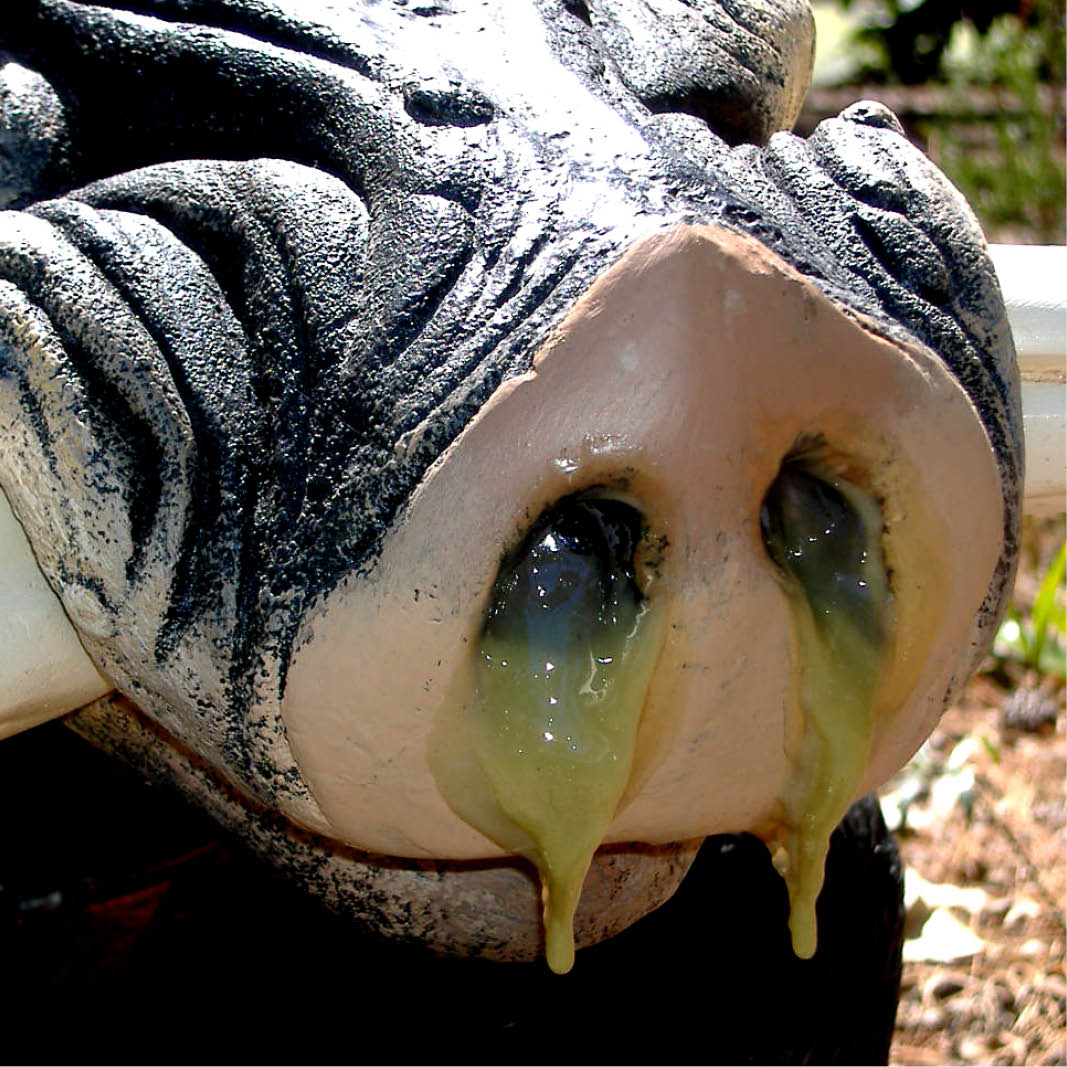 Natureworks Australia Fugly the guard hog showing snot coming out of nose