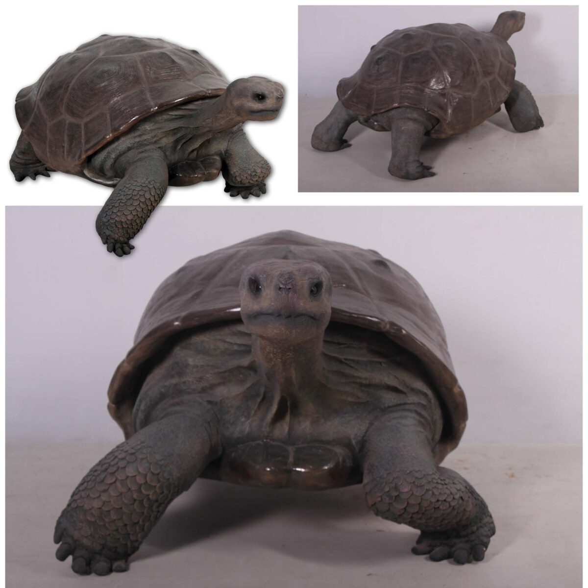Natureworks Australia Galapagos Tortoise - 080124 Bronze- showing various views