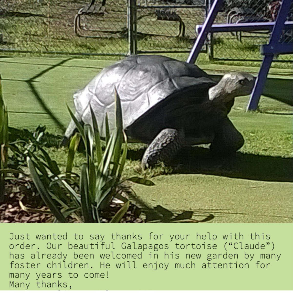 Natureworks Australia Galapagos tortoise - natural finish - 080124- shown in childcare centre outside - Anglicare with testimonial