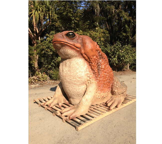 Giant Cane Toad Front Angle Viewpx