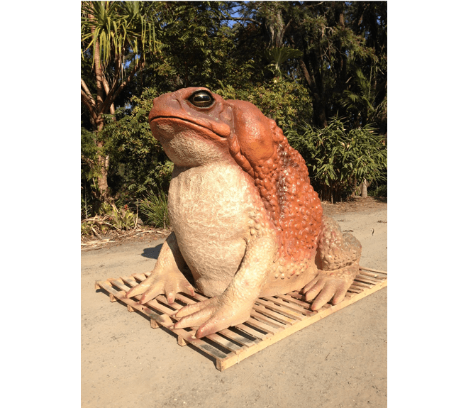 Natureworks Australia Giant Cane Toad Front Angle Viewpx