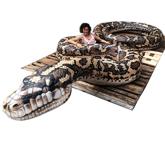 Natureworks Australia Giant Carpet Python Category image