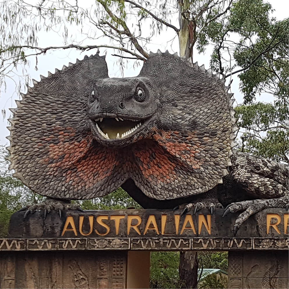 Giant Frilled Neck Lizard Entry Statement Australian Reptile Park Front View