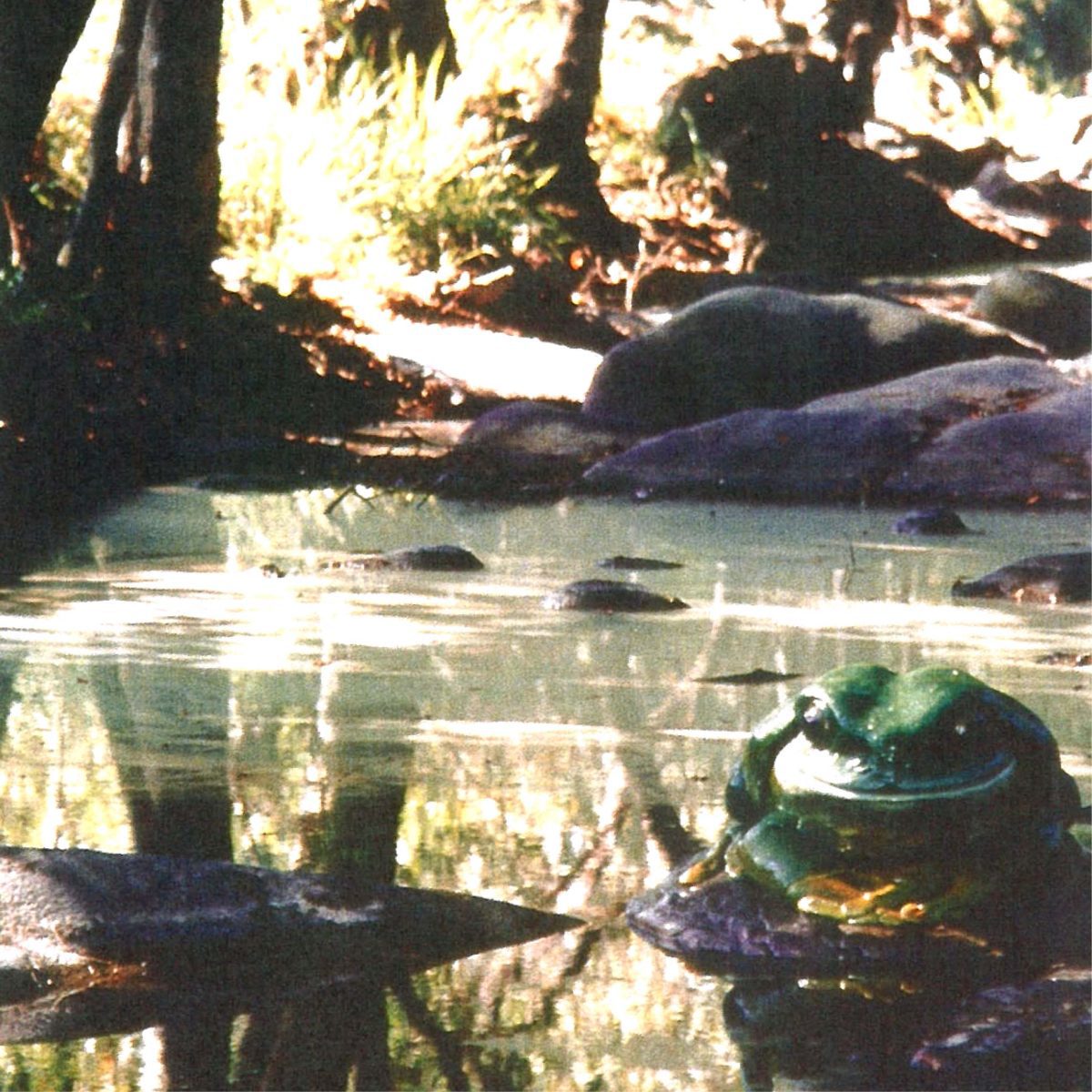 Natureworks Australia Green Tree Frog on Rock – Giant – 190012Rock - shown outside on rock in creek