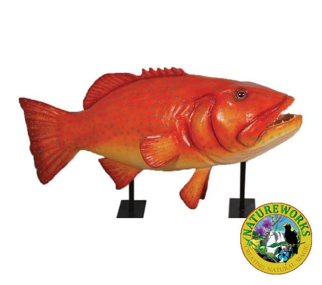Giant Fish Coral Trout