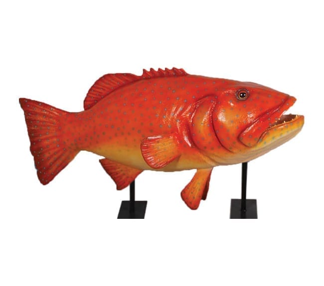 Giant Fish Coral Trout