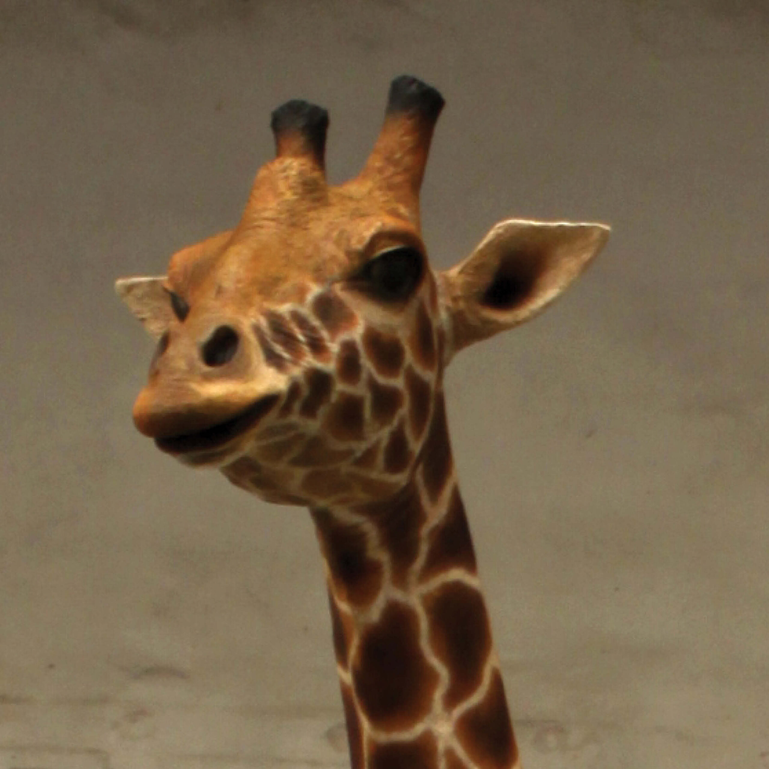 Natureworks Australia Giraffe-18ft-side view-showing close up of head - front view-140039