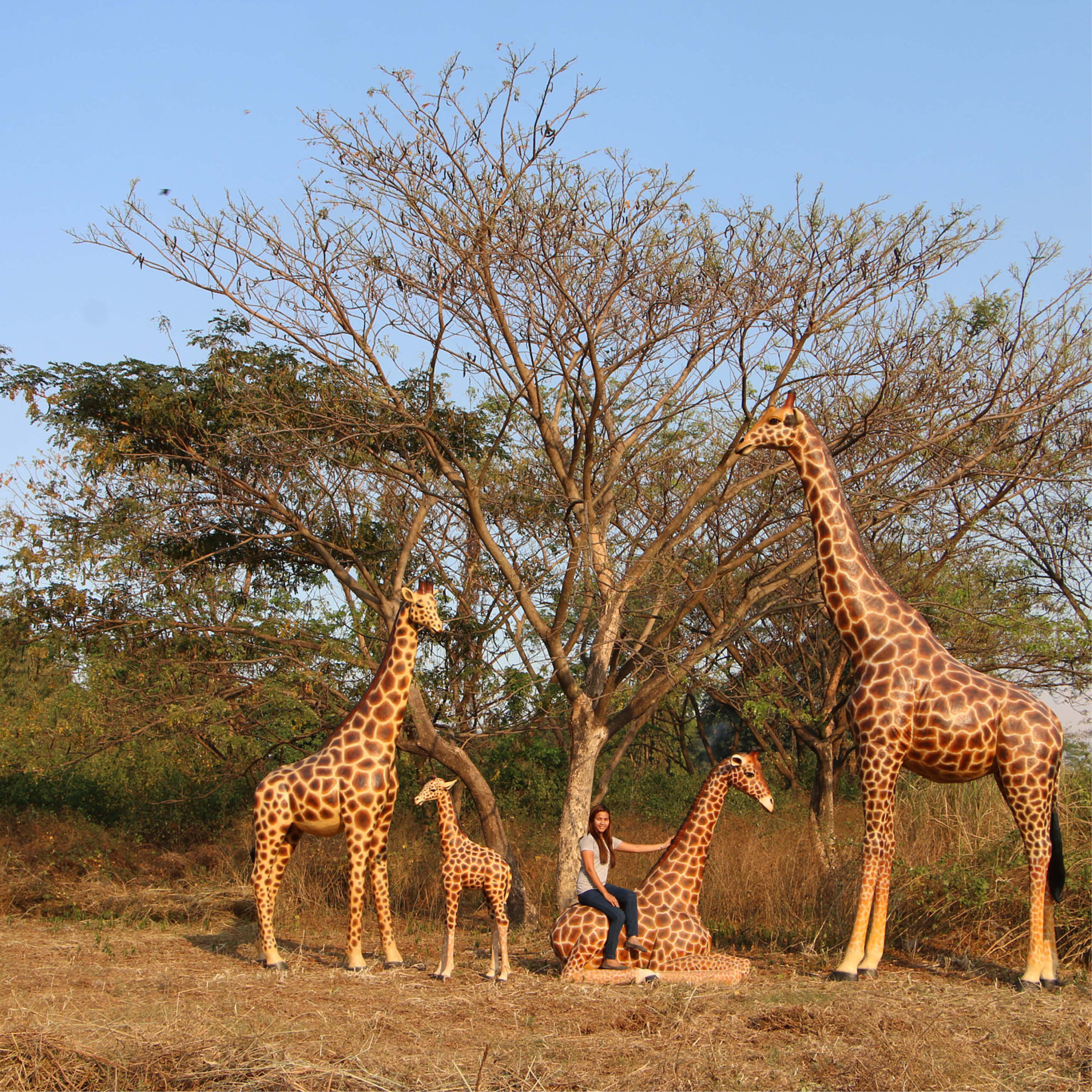 Natureworks Australia Giraffe-18ft-side view-shown displayed outside with giraffe collection-140039