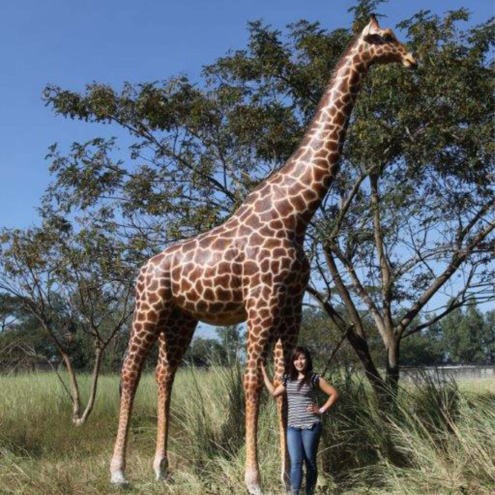 Giraffe-18ft-side view-shown outside in paddock with lady-140039