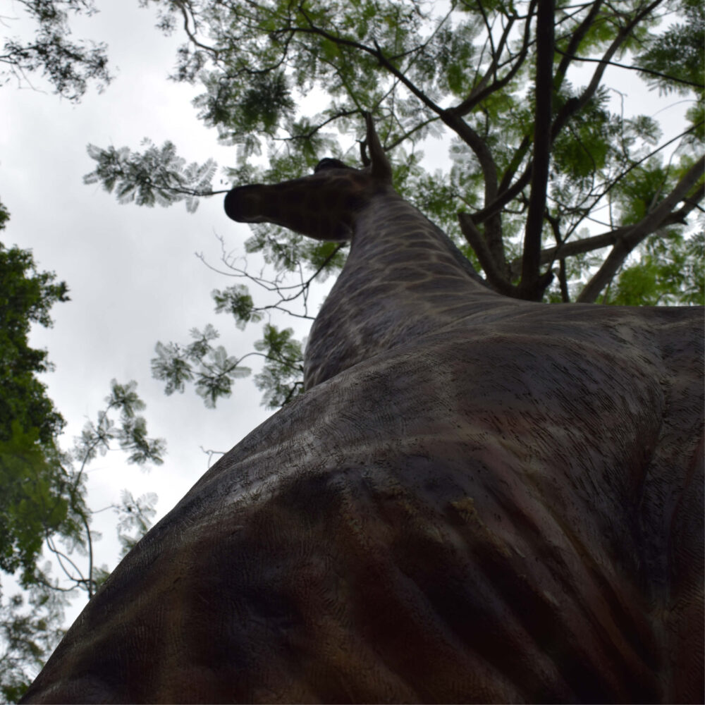 Giraffe-18ft-shown from ground looking up-140039