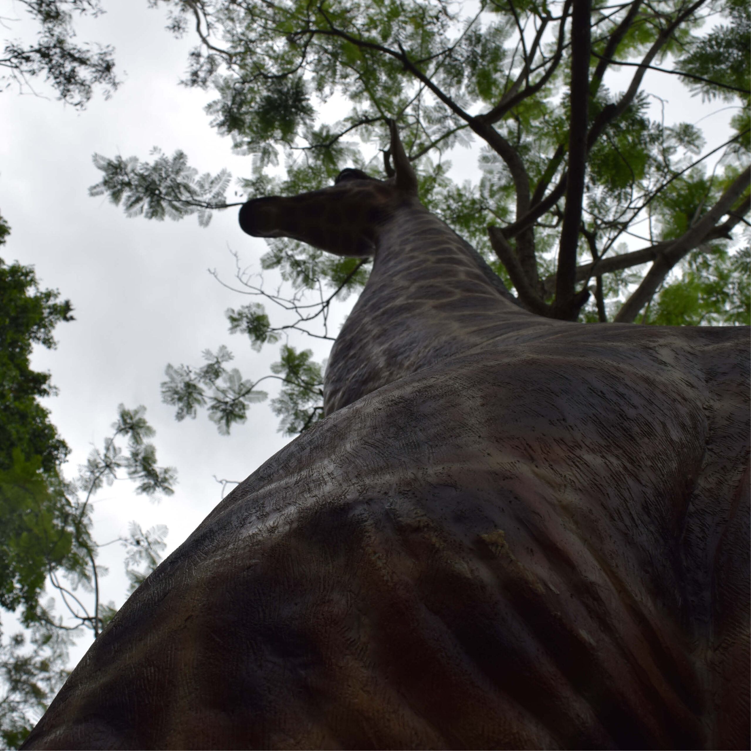 Natureworks Australia Giraffe-18ft-shown from ground looking up-140039