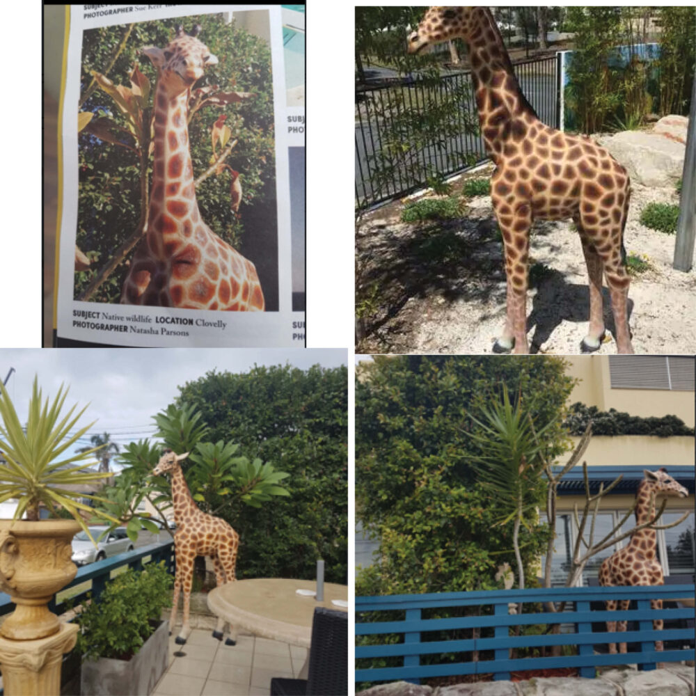 Giraffe Statue 6ft Rothchild for sale or hire - 120004 - customer photo collection
