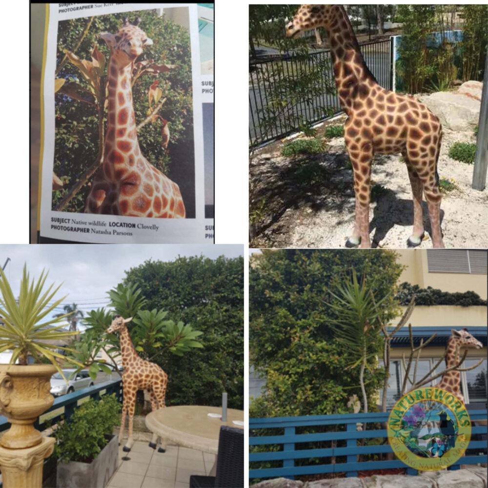 Natureworks Australia Giraffe Statue 6ft Rothchild for sale or hire - 120004 - customer photo collection