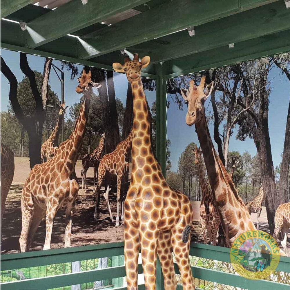 Natureworks Australia Giraffe Statue 6ft Rothchild for sale or hire - 120004 - shown in foreground of giraffe mural panels