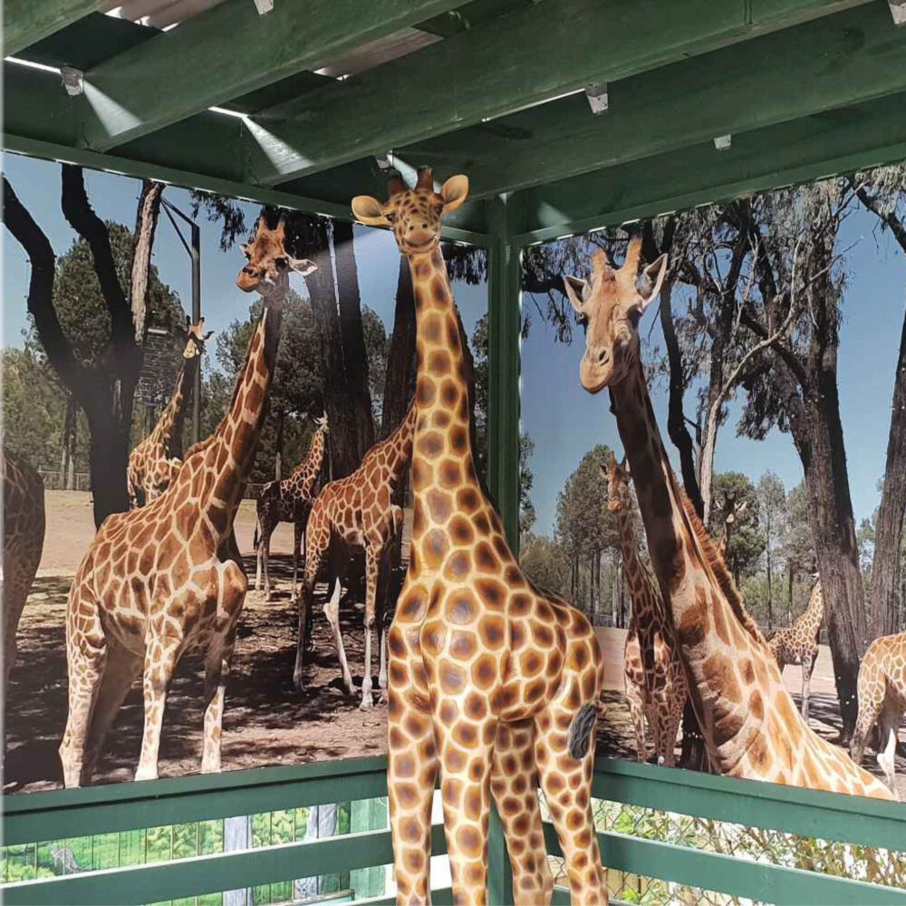 Natureworks Australia Giraffe Statue 6ft Rothchild for sale or hire - 120004 - shown in foreground of giraffe mural panels