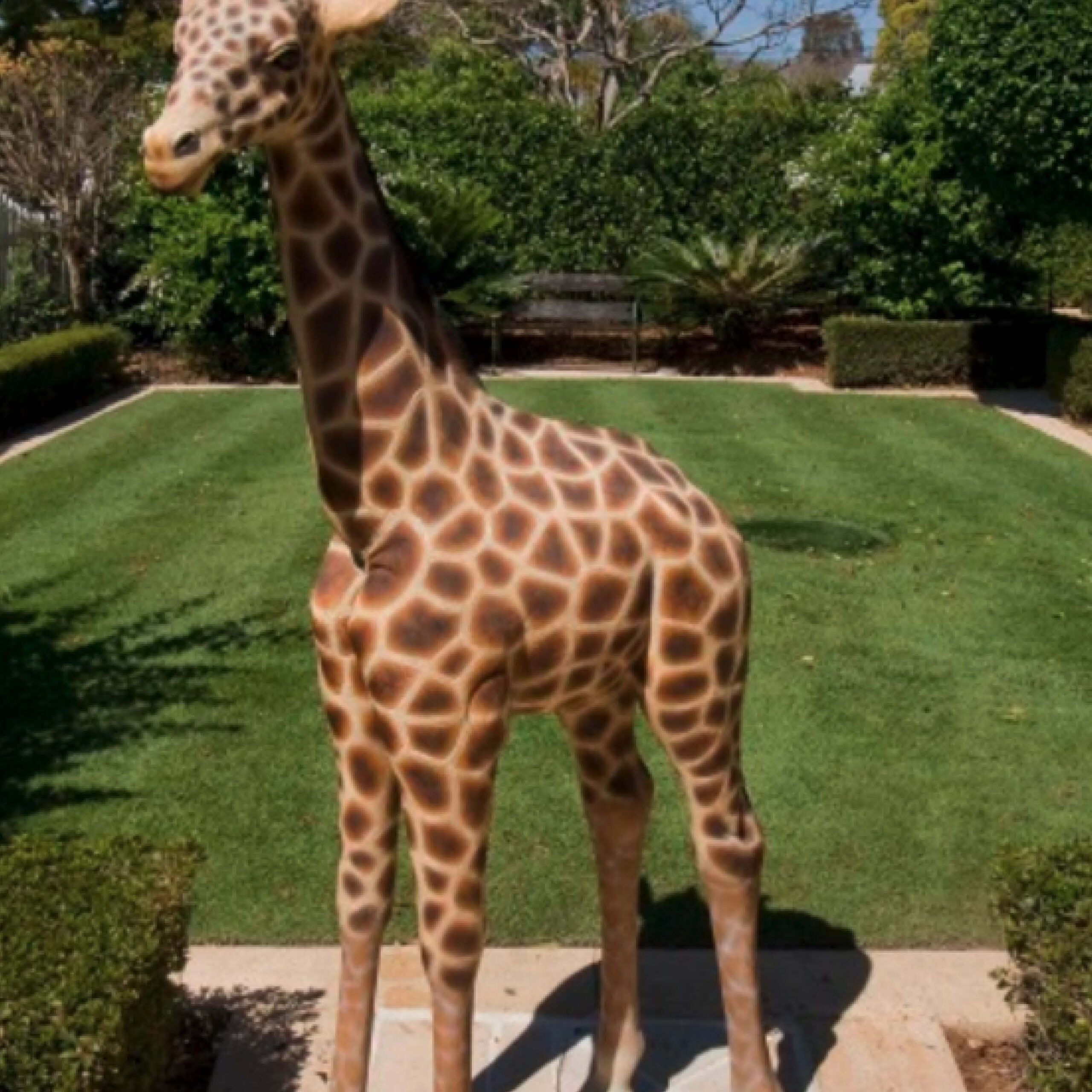 Natureworks Australia Giraffe Statue 6ft Rothchild for sale or hire - 120004 - shown in front garden setting