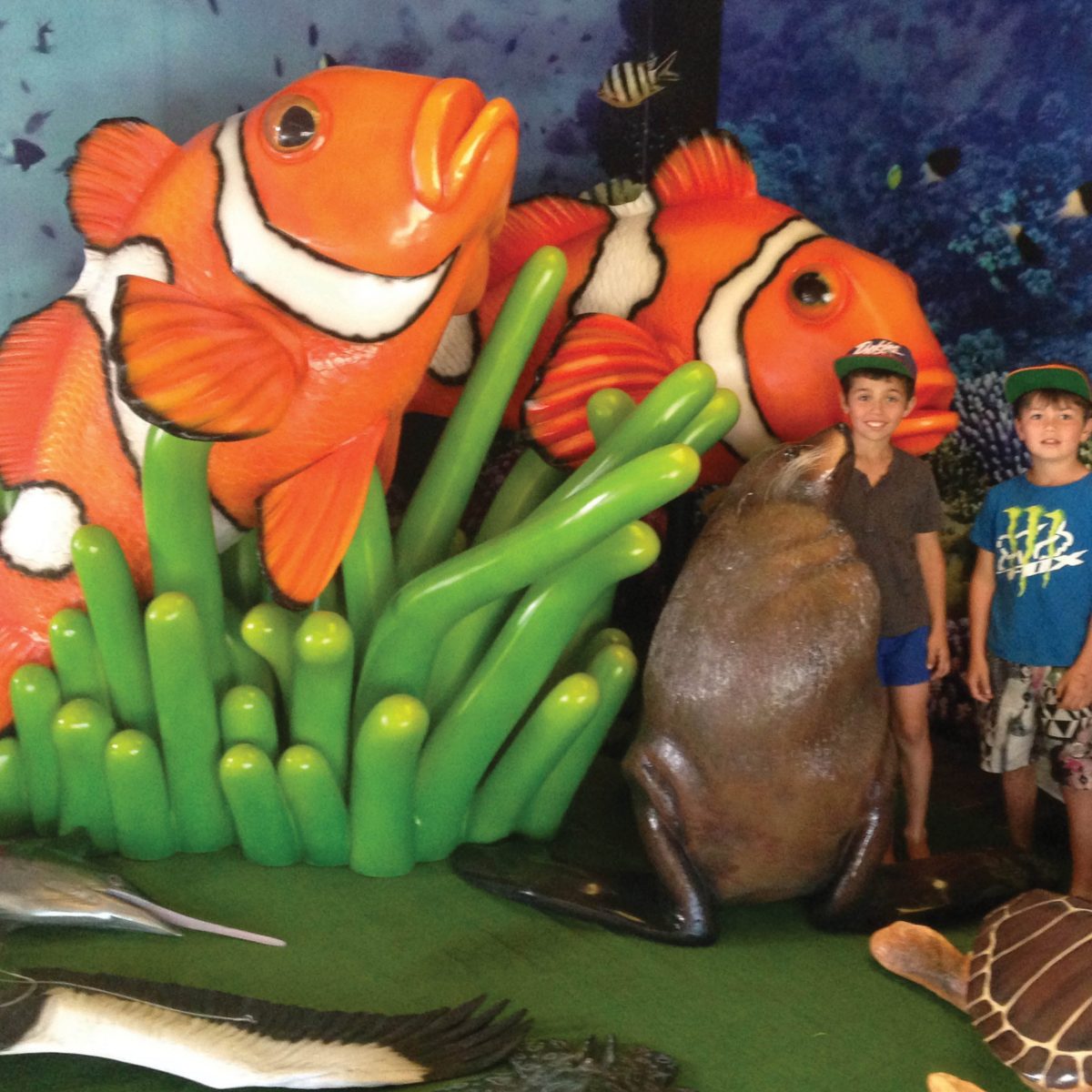 Natureworks Australia Clown Fish in sea anemone- shown at Forster boat shed in display