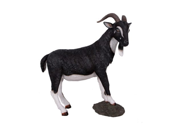 Goat Bill On Rock Black White