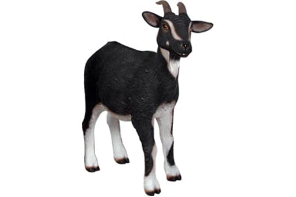 Goat Black White BW