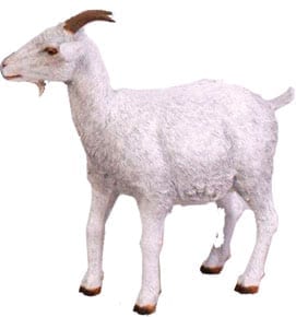 Goat White W