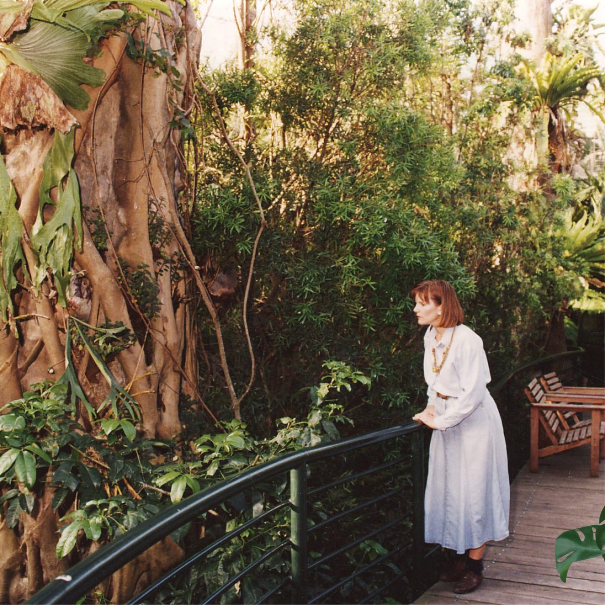 Natureworks Australia Gondwana Rainforest Sanctuary - Brisbane - Artificial Caves - view from walkway