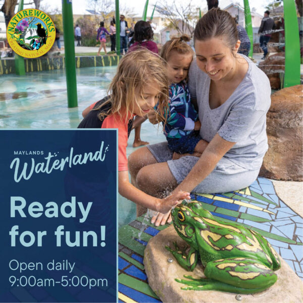Green and golden bell frog on rock with water squirters shown insitu at waterland