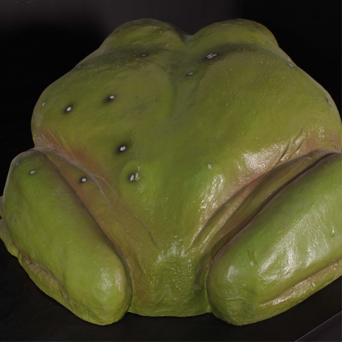 Natureworks Australia Green_Tree_Frog_Giant-090012- Rear view- V5